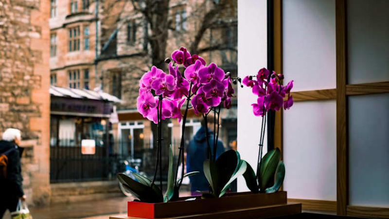 Λουλούδια Φενγκ Σούι