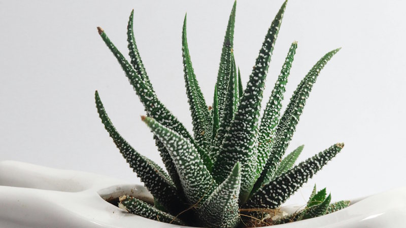 Aloe Vera