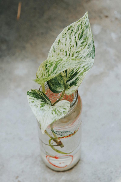 Χρυσό Πόθος (Epipremnum aureum) 