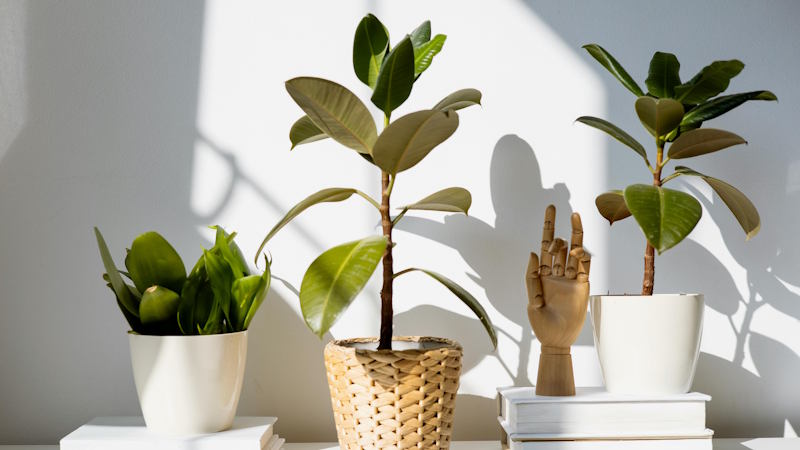 Φίκος ο ελαστικός (Ficus elastica) — Το δέντρο για καλή τύχη και πλούτο