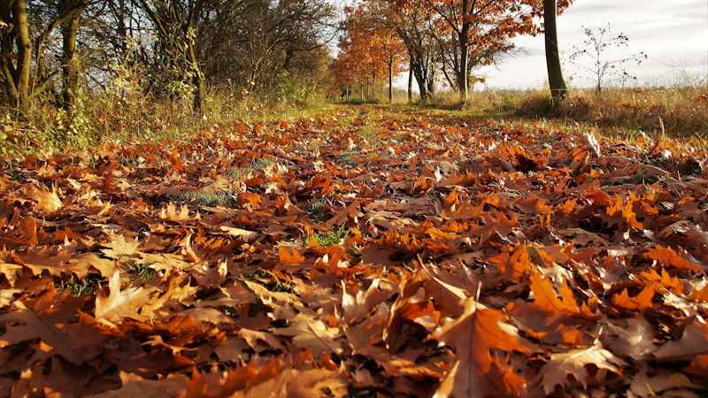Το καφέ χρώμα και η δύναμη της γείωσης