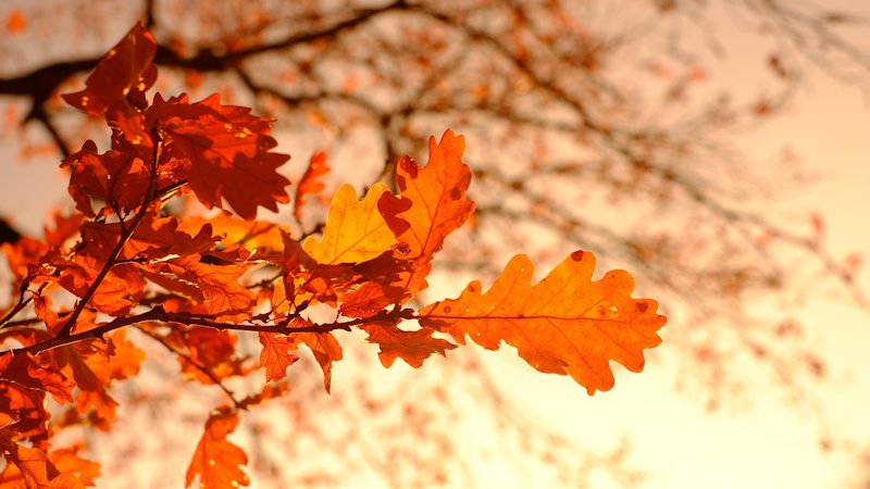 Το πορτοκαλί χρώμα του φθινοπώρου
